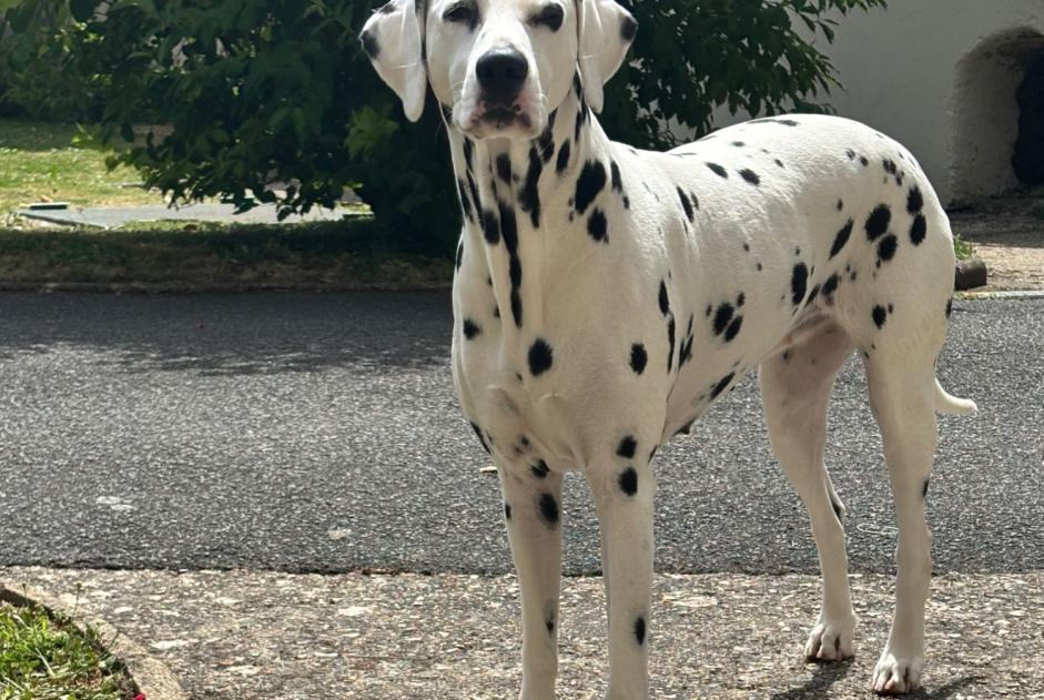 Disappearance alert Dog  Female , 6 years Verneuil d'Avre et d'Iton France