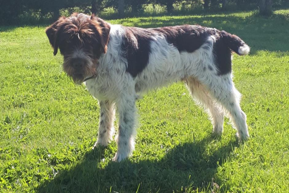 Alerte Disparition Chien Mâle , 6 ans Saint-Christophe-sur-Avre France Alerte Disparition Chien Mâle , 6 ans Saint-Christophe-sur-Avre France