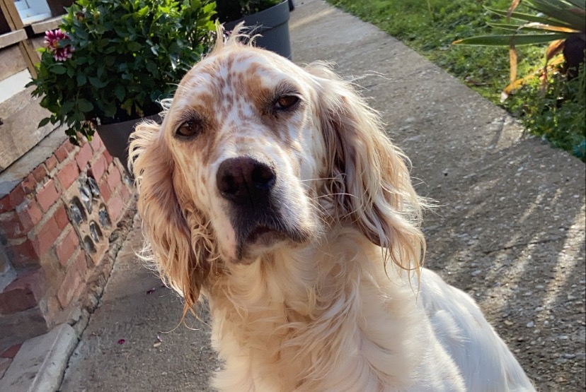 Alerte Disparition Chien Femelle , 7 ans Saint-Sylvestre-de-Cormeilles France Alerte Disparition Chien Femelle , 7 ans Saint-Sylvestre-de-Cormeilles France