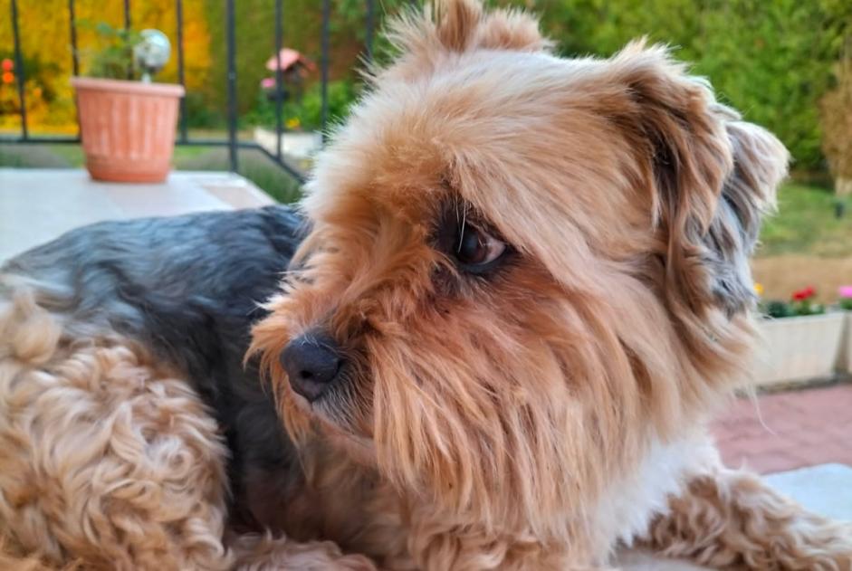 Verdwijningsalarm Hond rassenvermenging  Vrouwtje , 14 jaar Prey Frankrijk