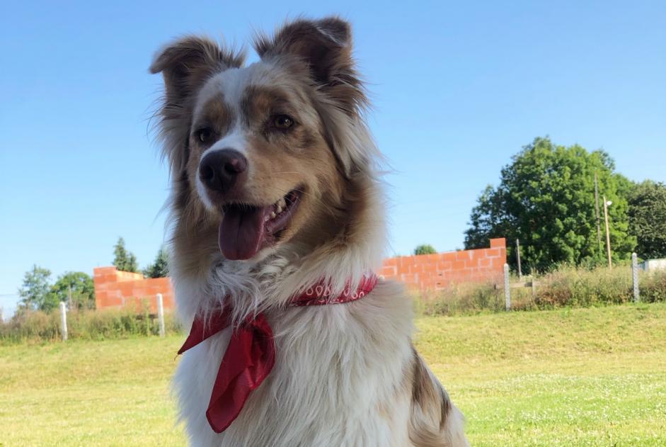 Alerta desaparecimento Cão  Fêmea , 3 anos Saint-Philbert-sur-Risle France